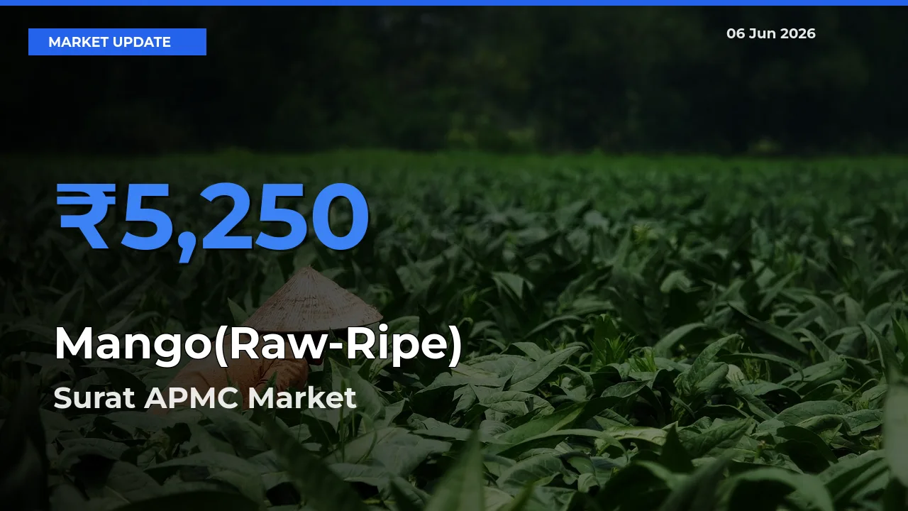 Surat APMC Offers ₹5,250 – Highest Mango(Raw-Ripe) Rate Today