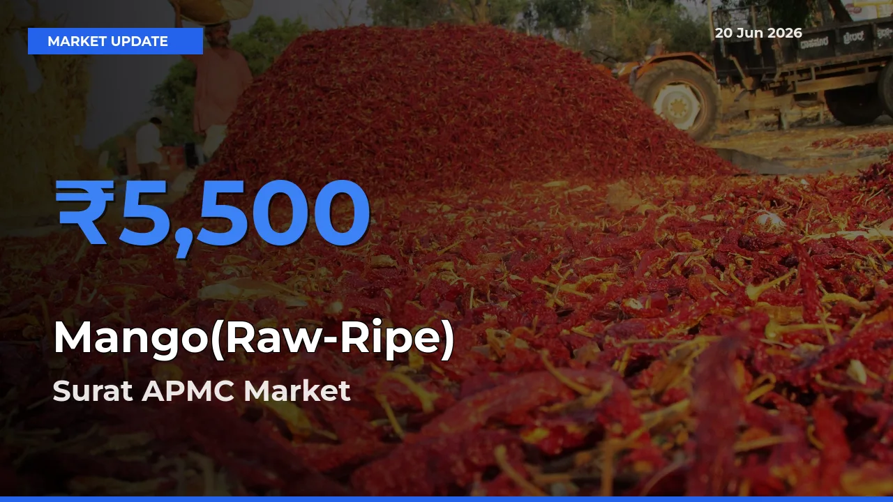 Surat APMC Tops Mango(Raw-Ripe) Rates – June 20 Market Update