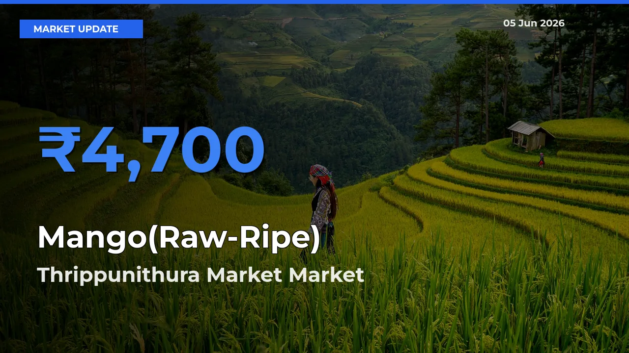 Thrippunithura Market Emerges as Top Mandi for Mango(Raw-Ripe) Prices Today