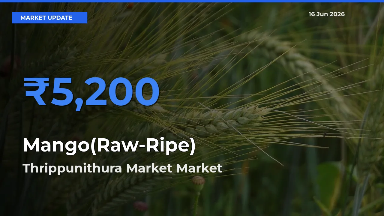 Top Performer! Thrippunithura Market Offers Best Mango(Raw-Ripe) Price Today