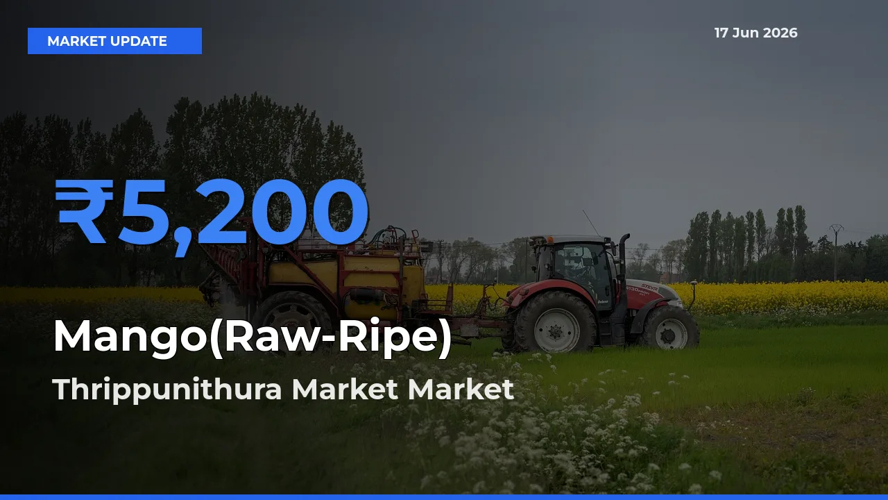 Thrippunithura Market Records Highest ₹5,200 Rate for Mango(Raw-Ripe)