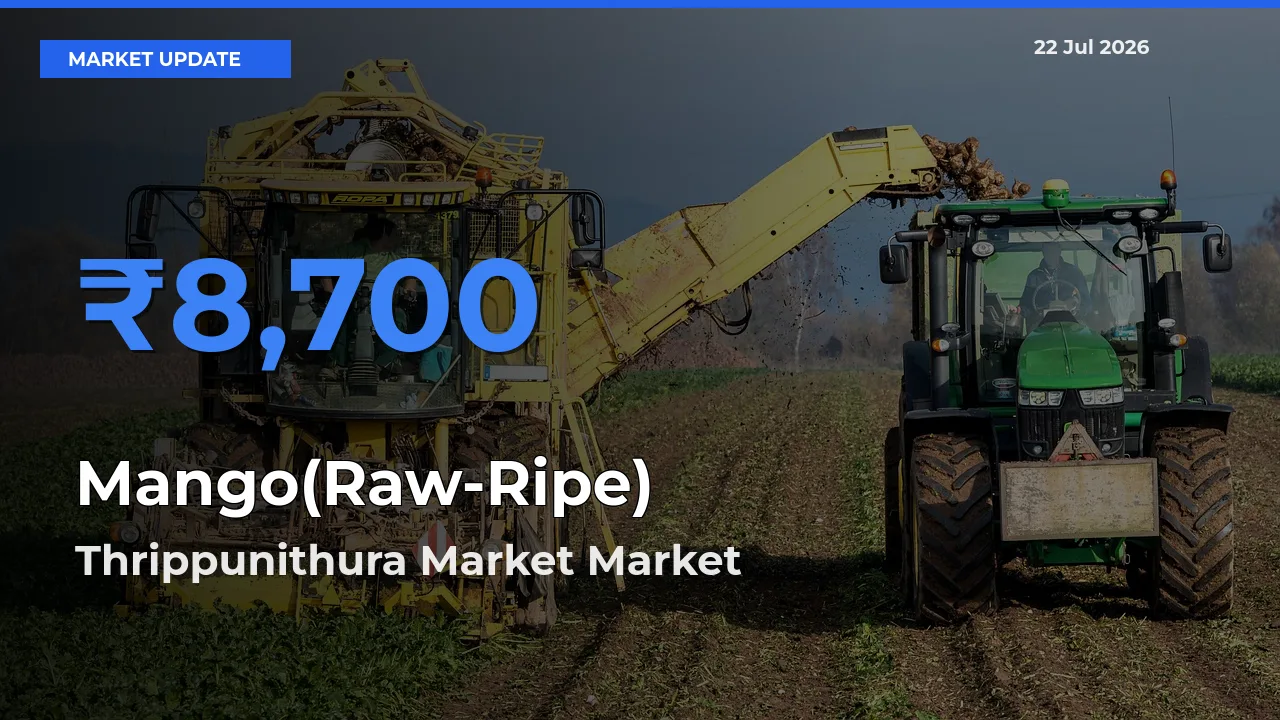 Farmers Prefer Thrippunithura Market as Mango(Raw-Ripe) Hits Highest Rate