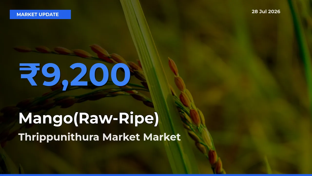 Thrippunithura Market, Ernakulam, Keralam Tops Mango(Raw-Ripe) Rates – July 28 Market Update