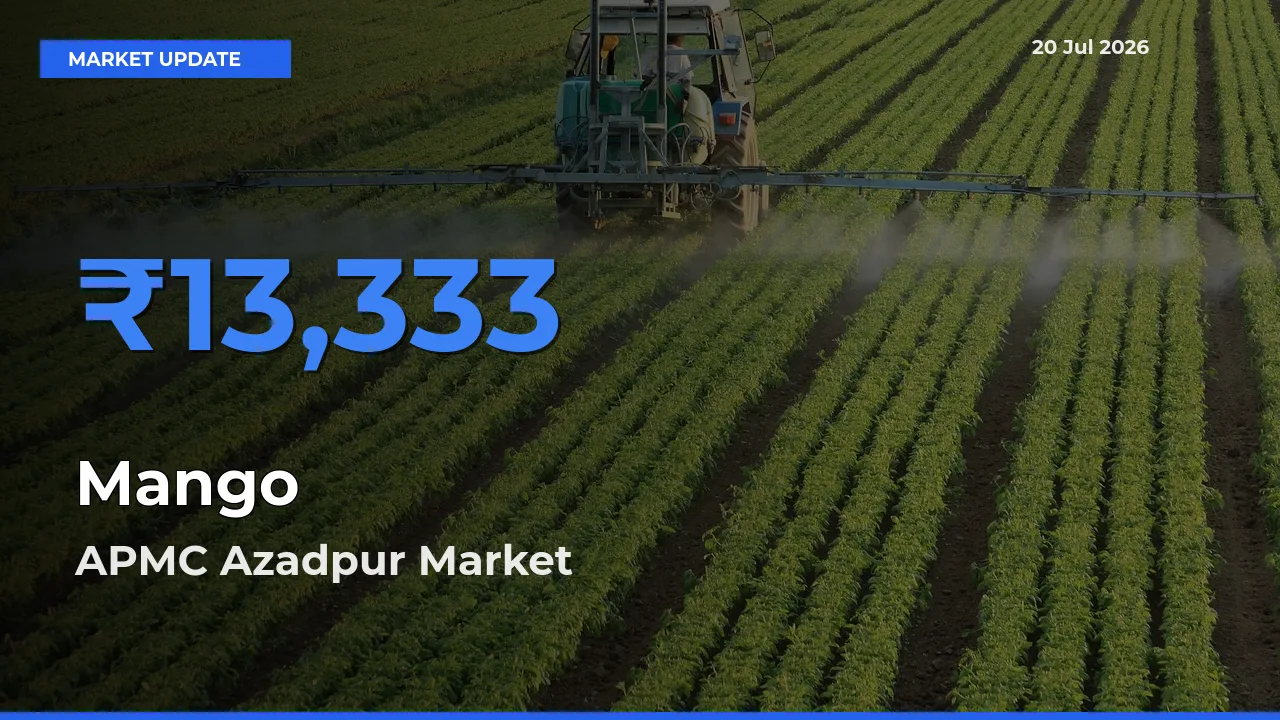 APMC Azadpur Tops Mango Mandi Rates Today