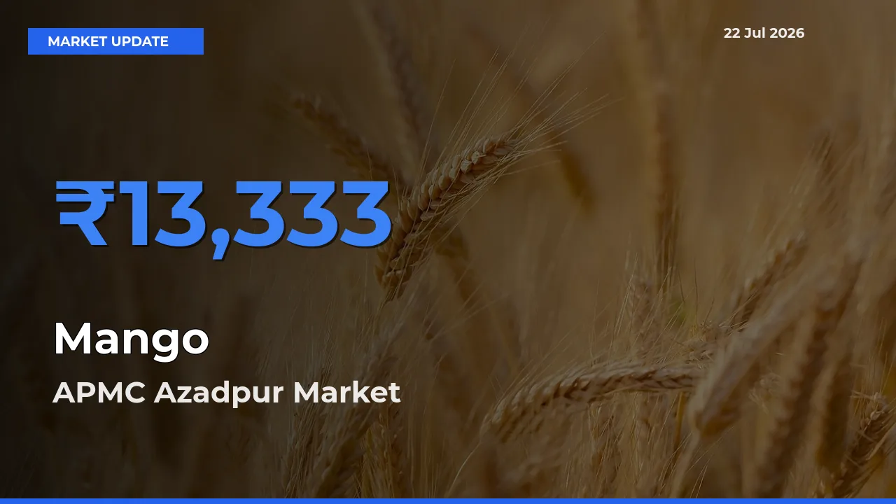 APMC Azadpur Tops Mango Rates – July 22 Market Update