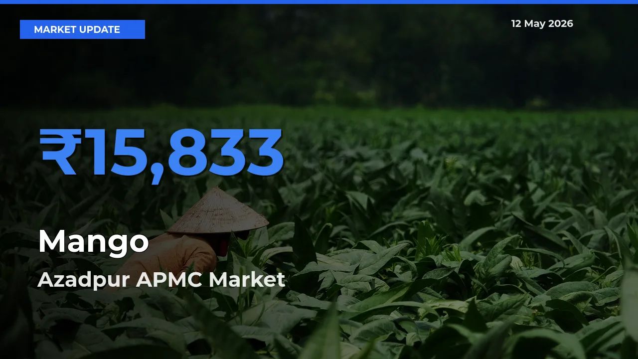 Azadpur APMC Offers ₹15,833 – Highest Mango Rate Today
