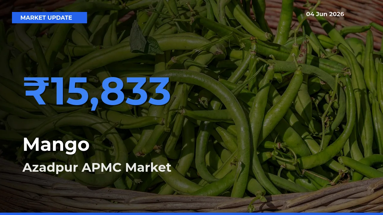 Azadpur APMC Offers ₹15,833 – Highest Mango Rate Today