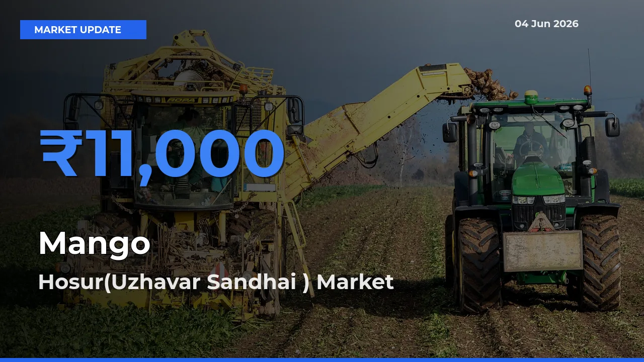 Farmers Prefer Hosur(Uzhavar Sandhai ) as Mango Hits Highest Rate
