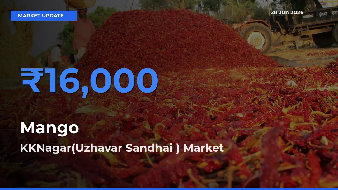 Top Performer! KKNagar(Uzhavar Sandhai ) Offers Best Mango Price Today
