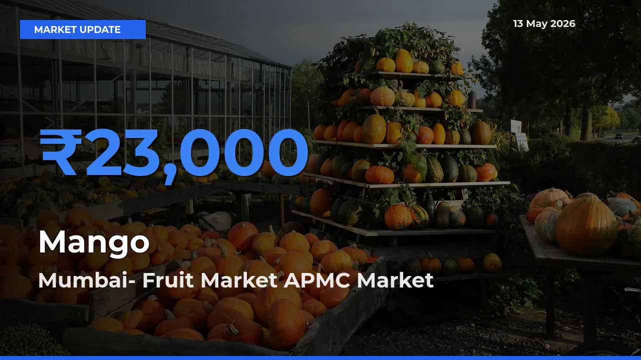 Mumbai- Fruit Market APMC Records Highest ₹23,000 Rate for Mango
