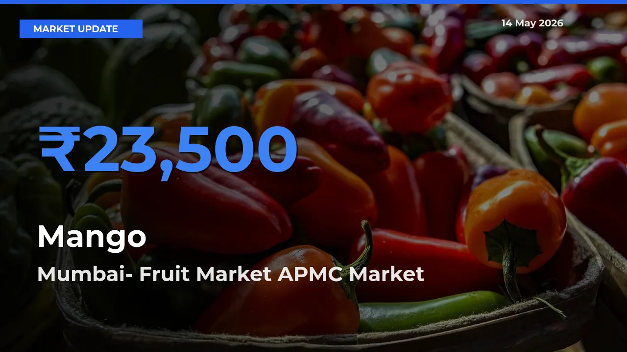Mumbai- Fruit Market APMC Emerges as Top Mandi for Mango Prices Today