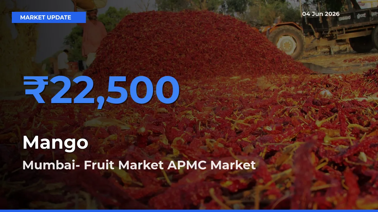 Mumbai- Fruit Market APMC Tops Mango Mandi Rates Today
