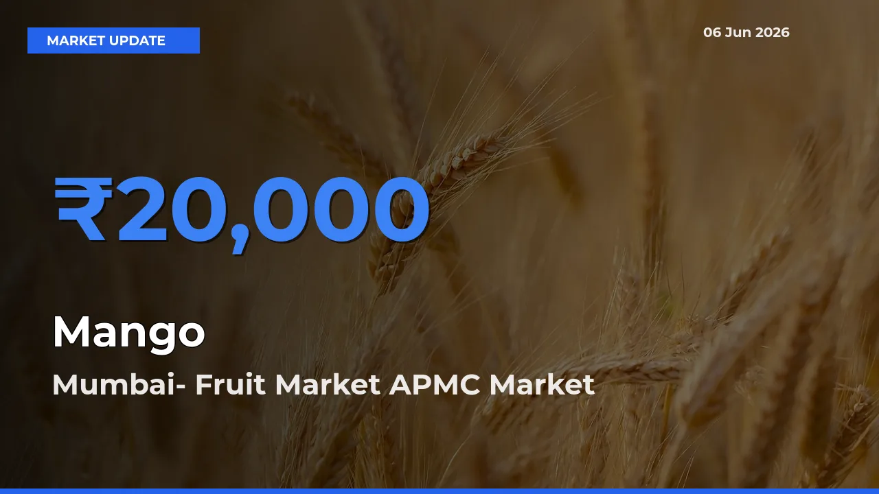 Mumbai- Fruit Market APMC Records Highest ₹20,000 Rate for Mango