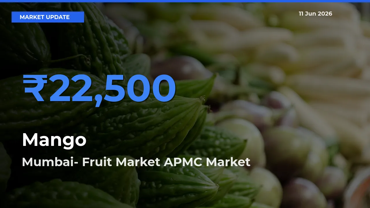 Mumbai- Fruit Market APMC Offers ₹22,500 – Highest Mango Rate Today