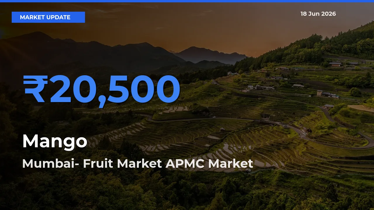Farmers Prefer Mumbai- Fruit Market APMC as Mango Hits Highest Rate