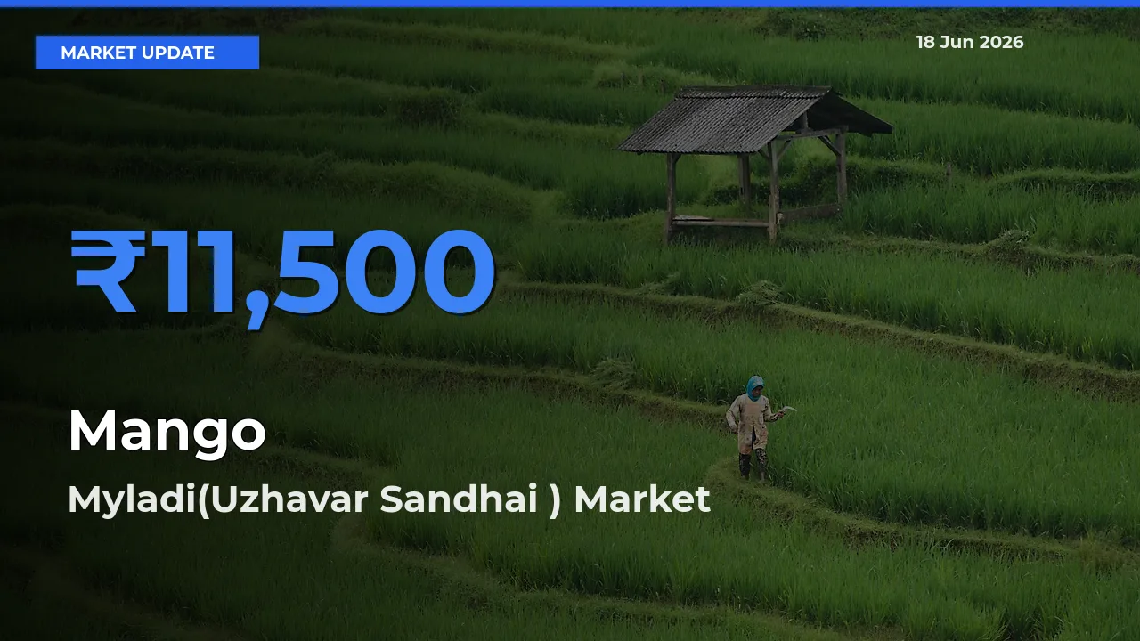 Top Performer! Myladi(Uzhavar Sandhai ) Offers Best Mango Price Today