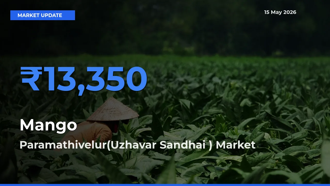 Paramathivelur(Uzhavar Sandhai ) Offers ₹13,350 – Highest Mango Rate Today