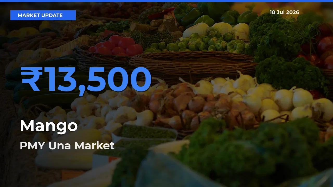 PMY Una Offers ₹13,500 – Highest Mango Rate Today