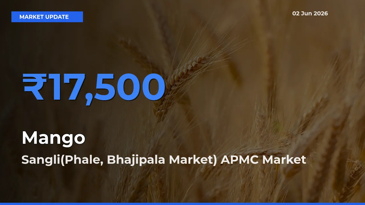 Market Watch: Sangli(Phale, Bhajipala Market) APMC Becomes Top Mandi for Mango