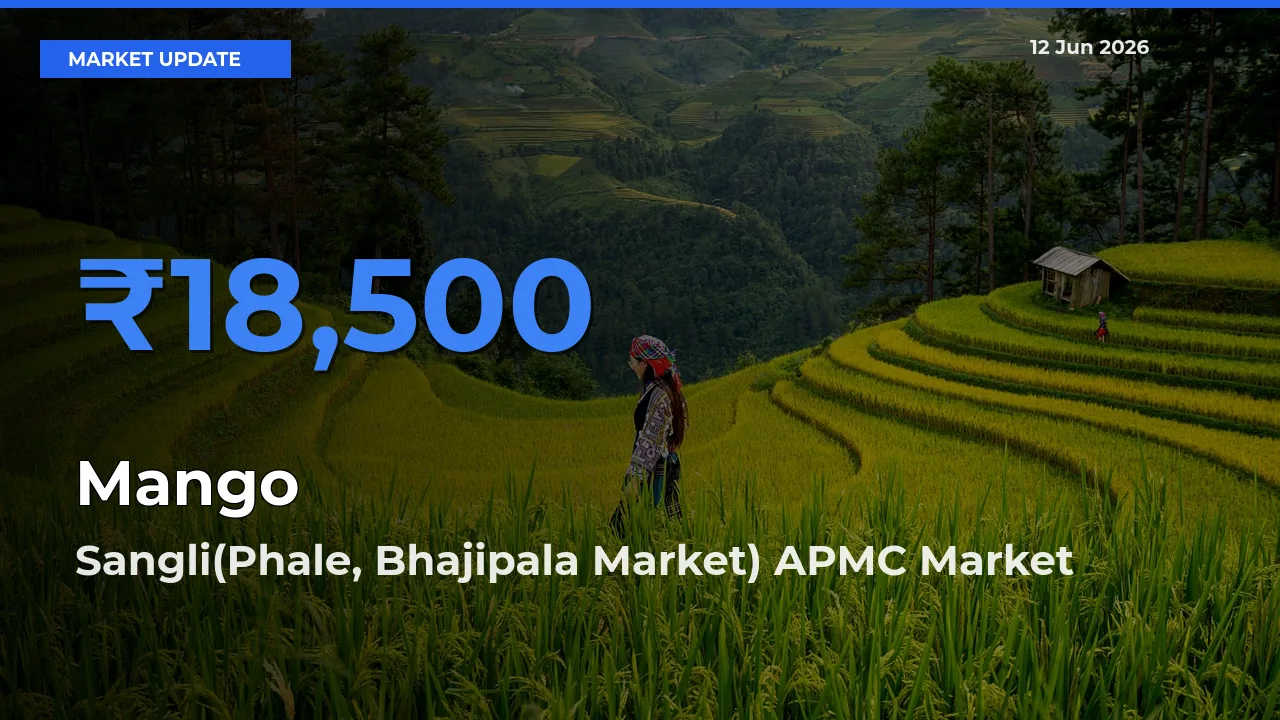 Sangli(Phale, Bhajipala Market) APMC Leads as Top Mandi for Mango Prices