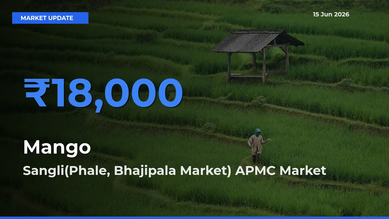 Sangli(Phale, Bhajipala Market) APMC Leads as Top Mandi for Mango Prices