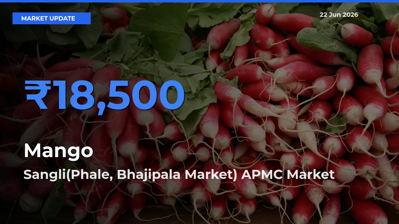 Sangli(Phale, Bhajipala Market) APMC Offers ₹18,500 – Highest Mango Rate Today