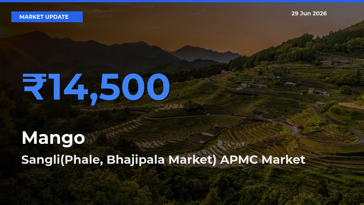 Sangli(Phale, Bhajipala Market) APMC Tops Mango Rates – June 29 Market Update
