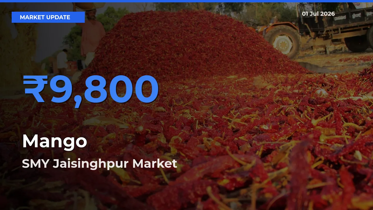 Top Performer! SMY Jaisinghpur Offers Best Mango Price Today