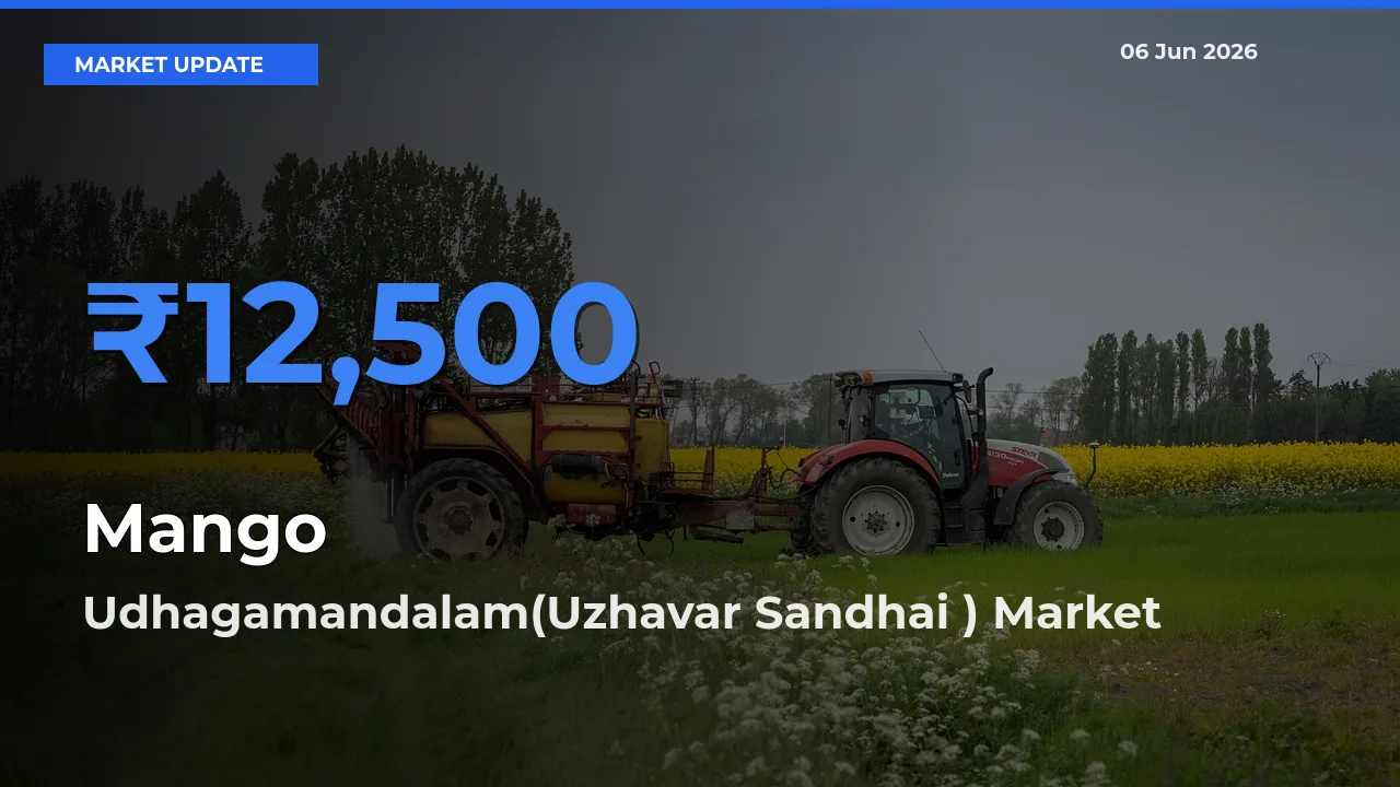 Top Performer! Udhagamandalam(Uzhavar Sandhai ) Offers Best Mango Price Today