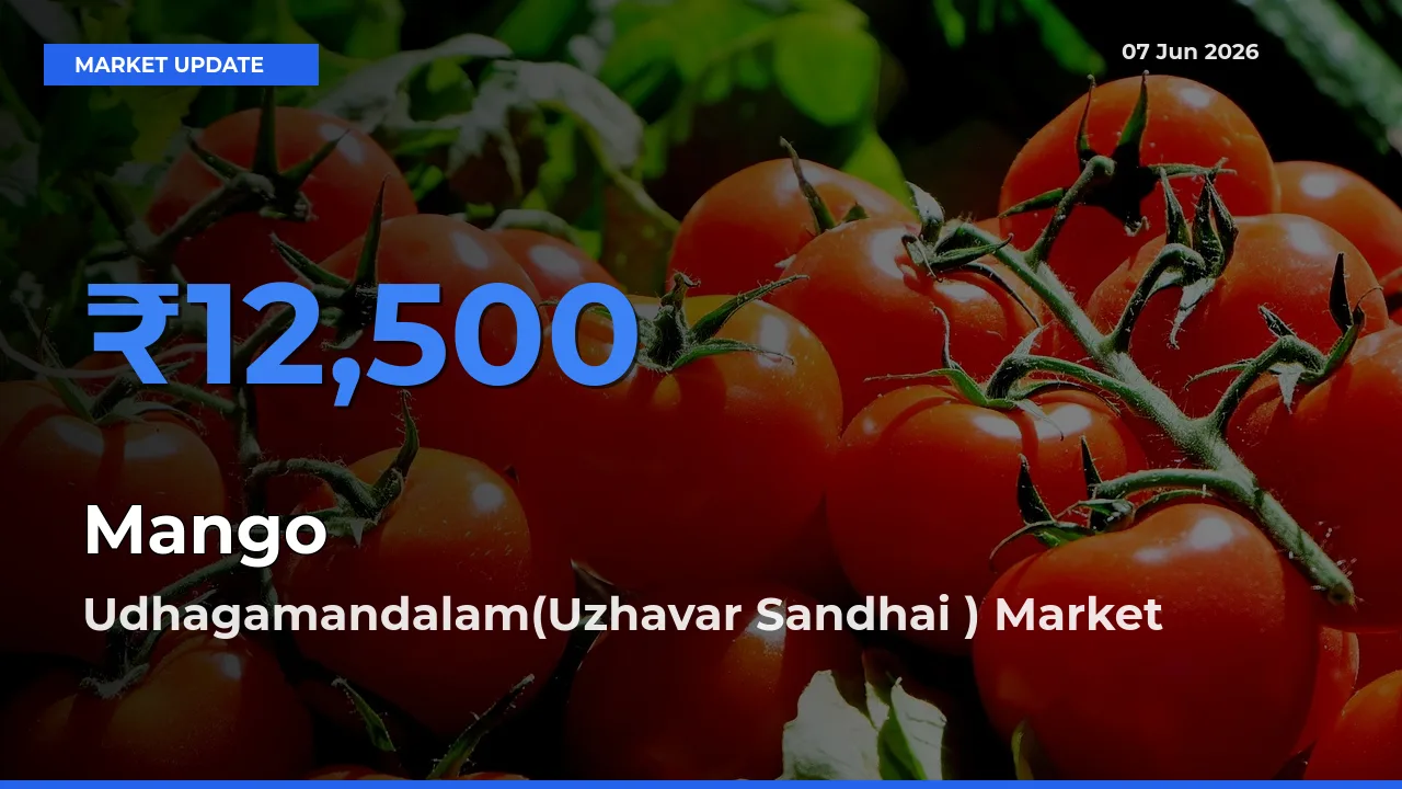 Top Performer! Udhagamandalam(Uzhavar Sandhai ) Offers Best Mango Price Today