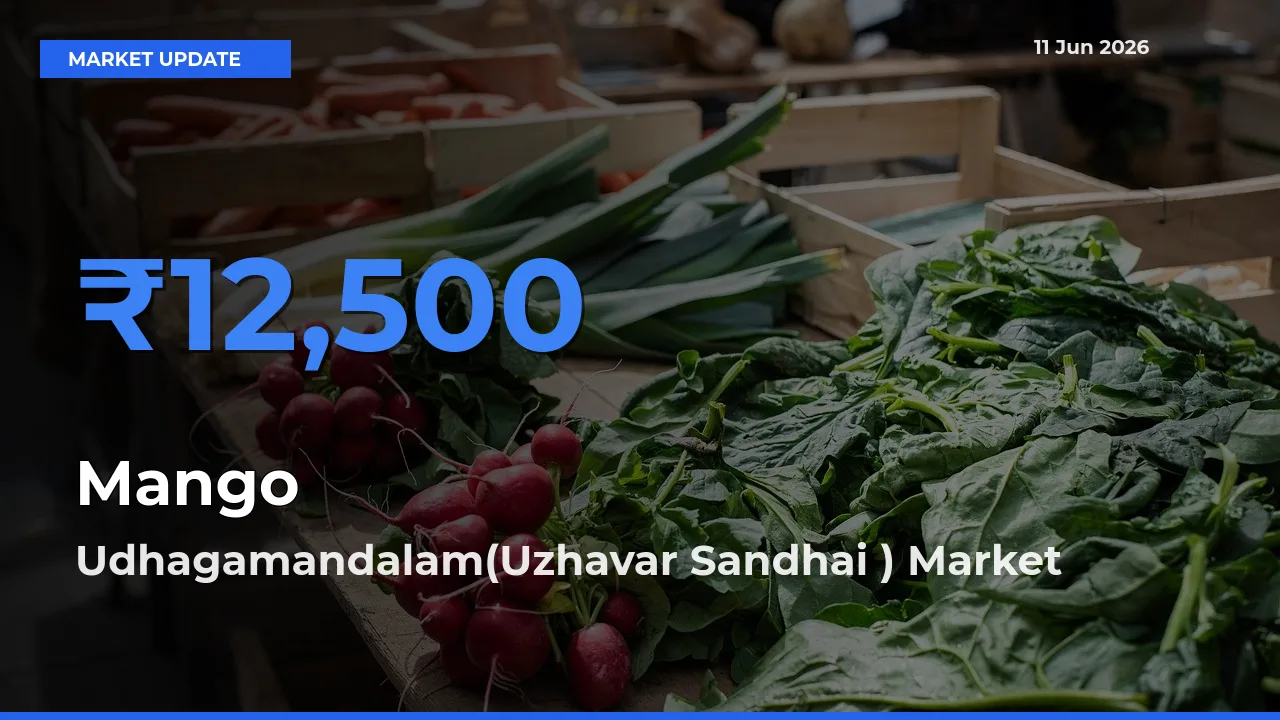 Mango Mandi Rate Today: Udhagamandalam(Uzhavar Sandhai ) Tops the List