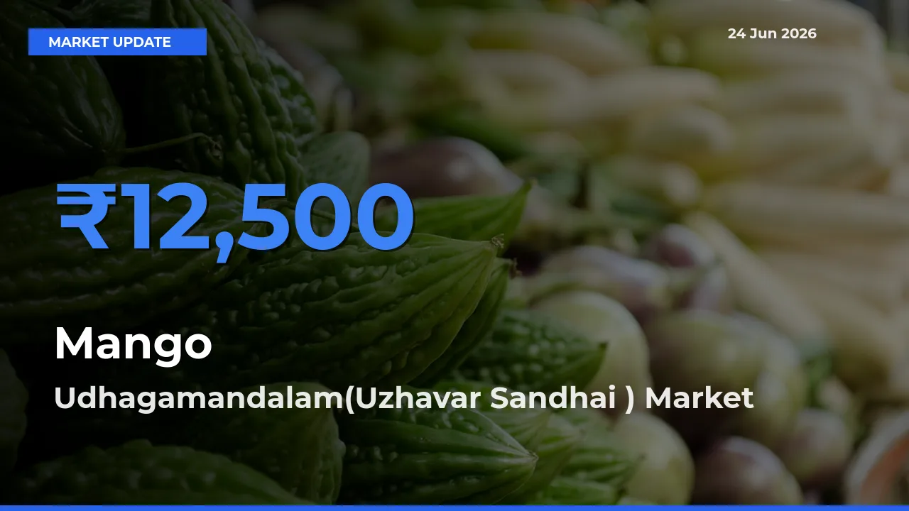 Mango Mandi Rate Today: Udhagamandalam(Uzhavar Sandhai ) Tops the List