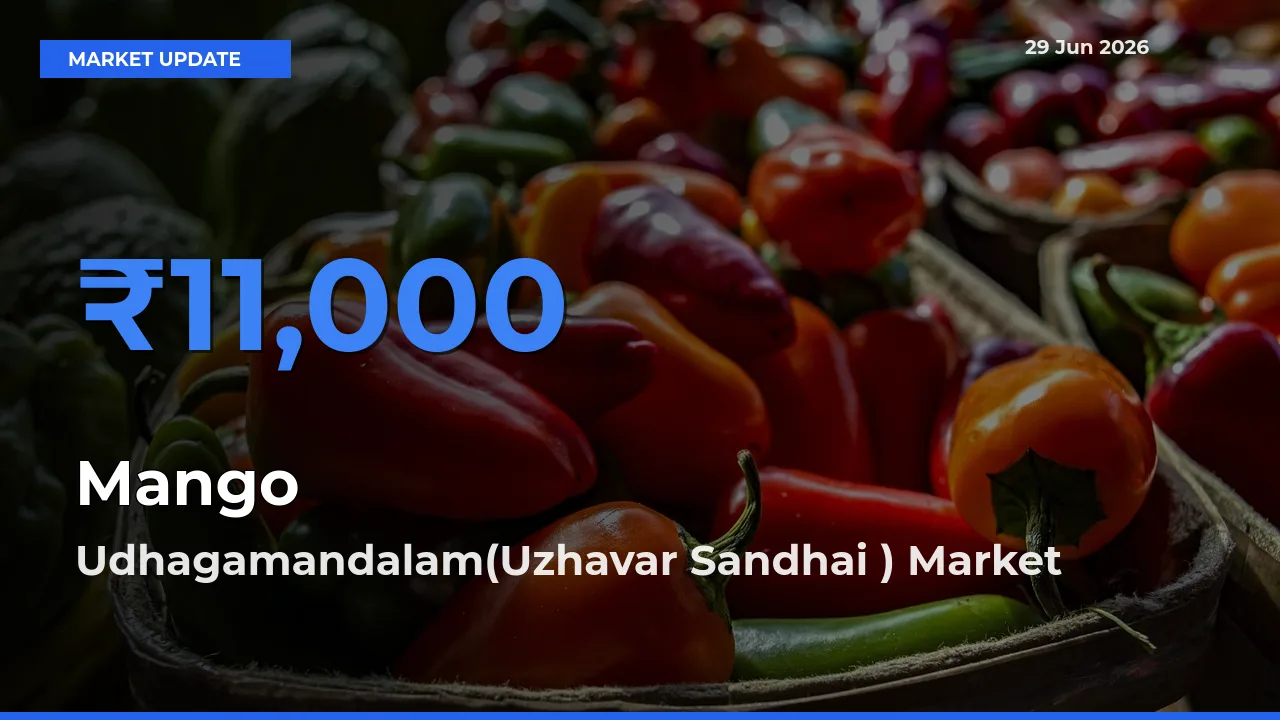 Udhagamandalam(Uzhavar Sandhai ) Offers ₹11,000 – Highest Mango Rate Today