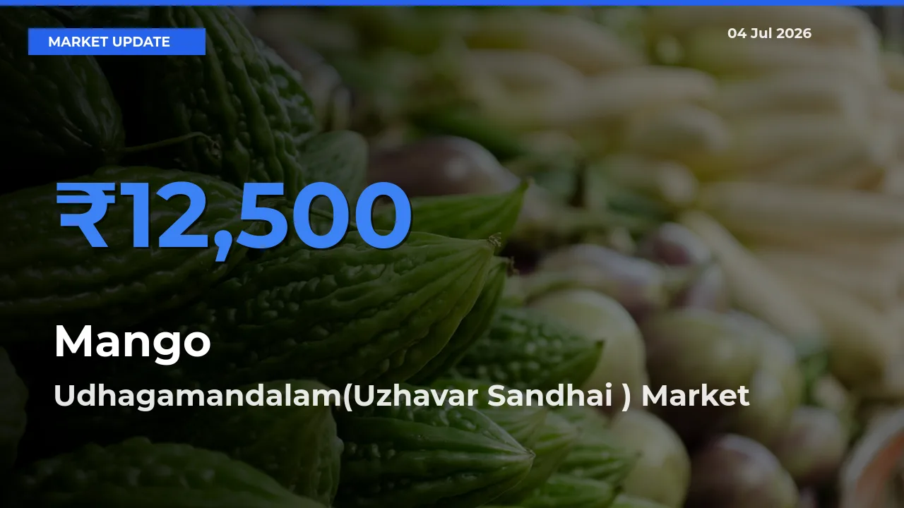 Mango Mandi Rate Today: Udhagamandalam(Uzhavar Sandhai ) Tops the List