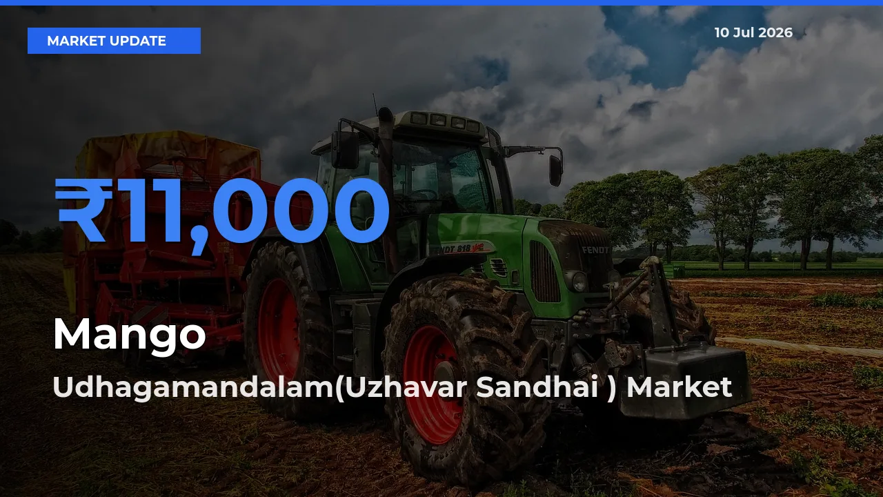 Market Watch: Udhagamandalam(Uzhavar Sandhai ) Becomes Top Mandi for Mango