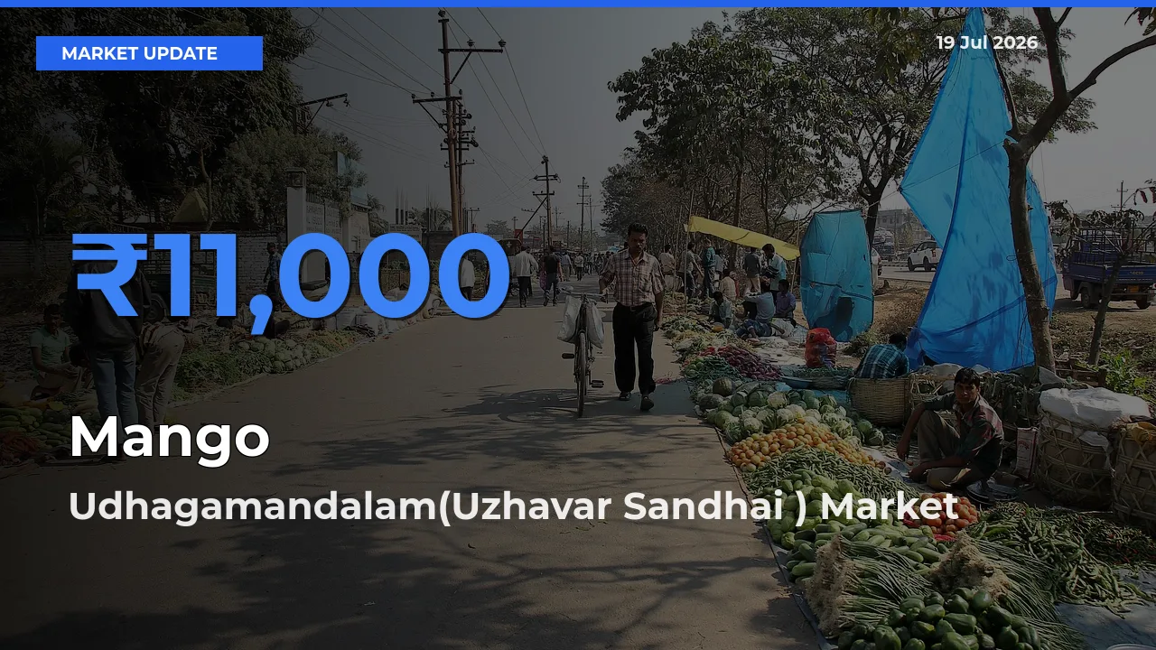 Udhagamandalam(Uzhavar Sandhai ) Offers ₹11,000 – Highest Mango Rate Today