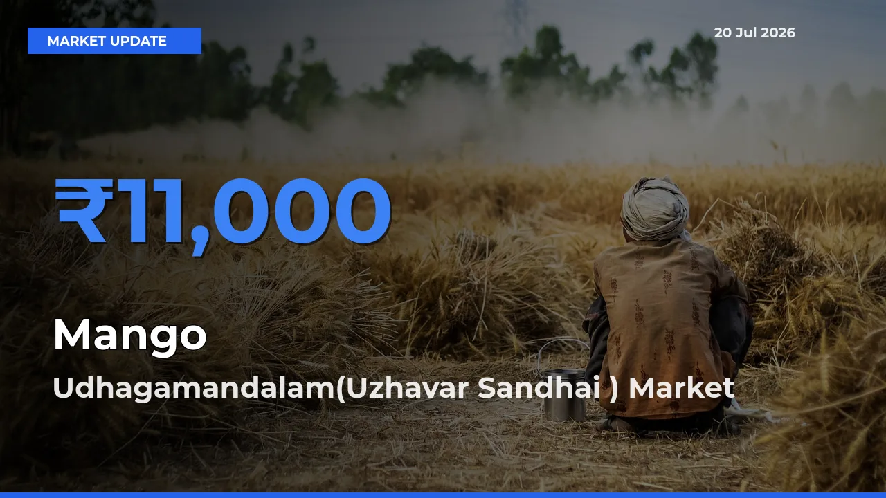 Udhagamandalam(Uzhavar Sandhai ) Offers ₹11,000 – Highest Mango Rate Today