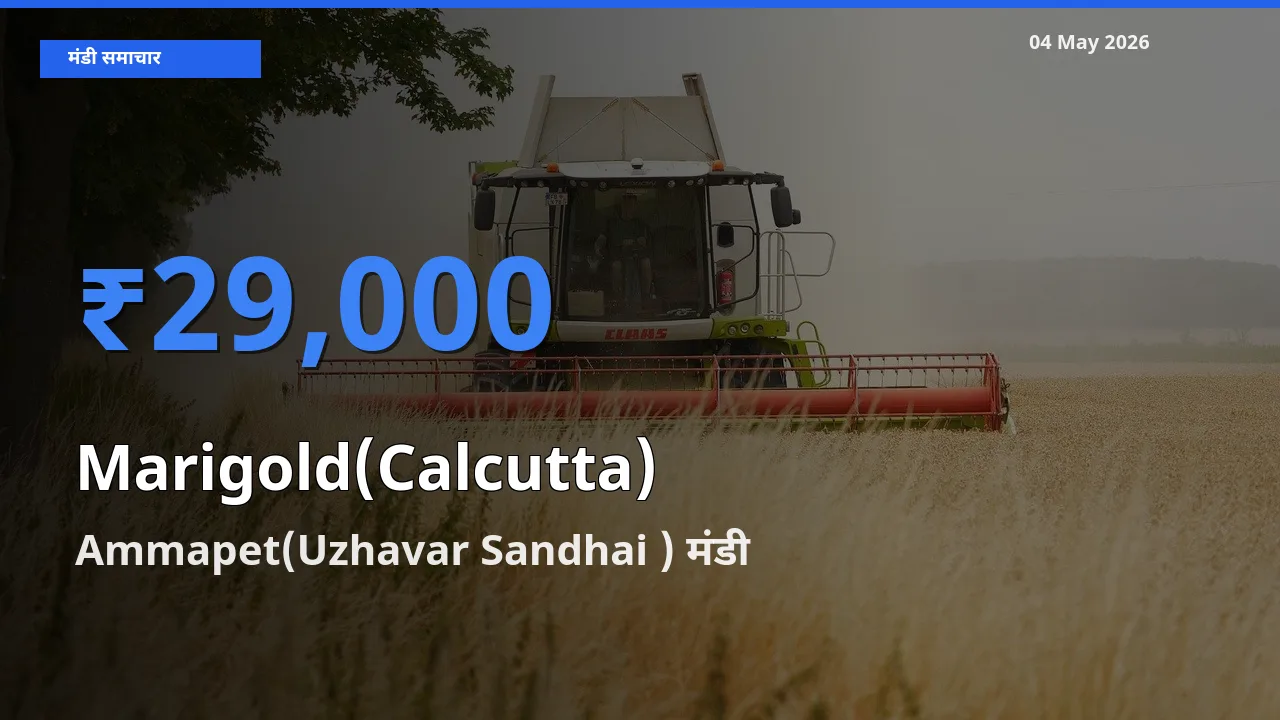 Ammapet(Uzhavar Sandhai ) मंडी में आज गेंदा (कलकत्ता) के सबसे ऊँचे दाम दर्ज