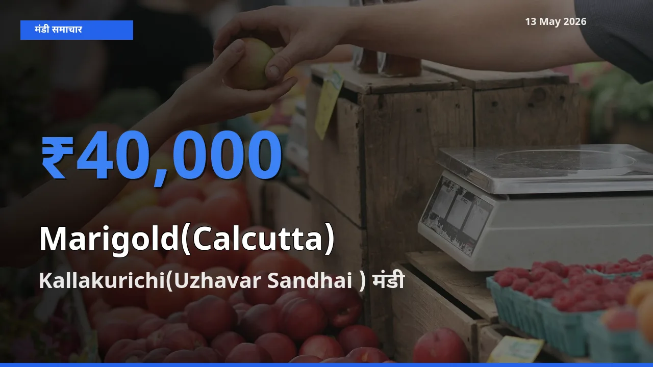 आज गेंदा (कलकत्ता) के सबसे ज़्यादा दाम Kallakurichi(Uzhavar Sandhai ) मंडी में दर्ज