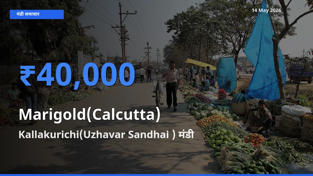 14 May अपडेट: गेंदा (कलकत्ता) के सबसे ऊँचे दाम Kallakurichi(Uzhavar Sandhai ) मंडी में