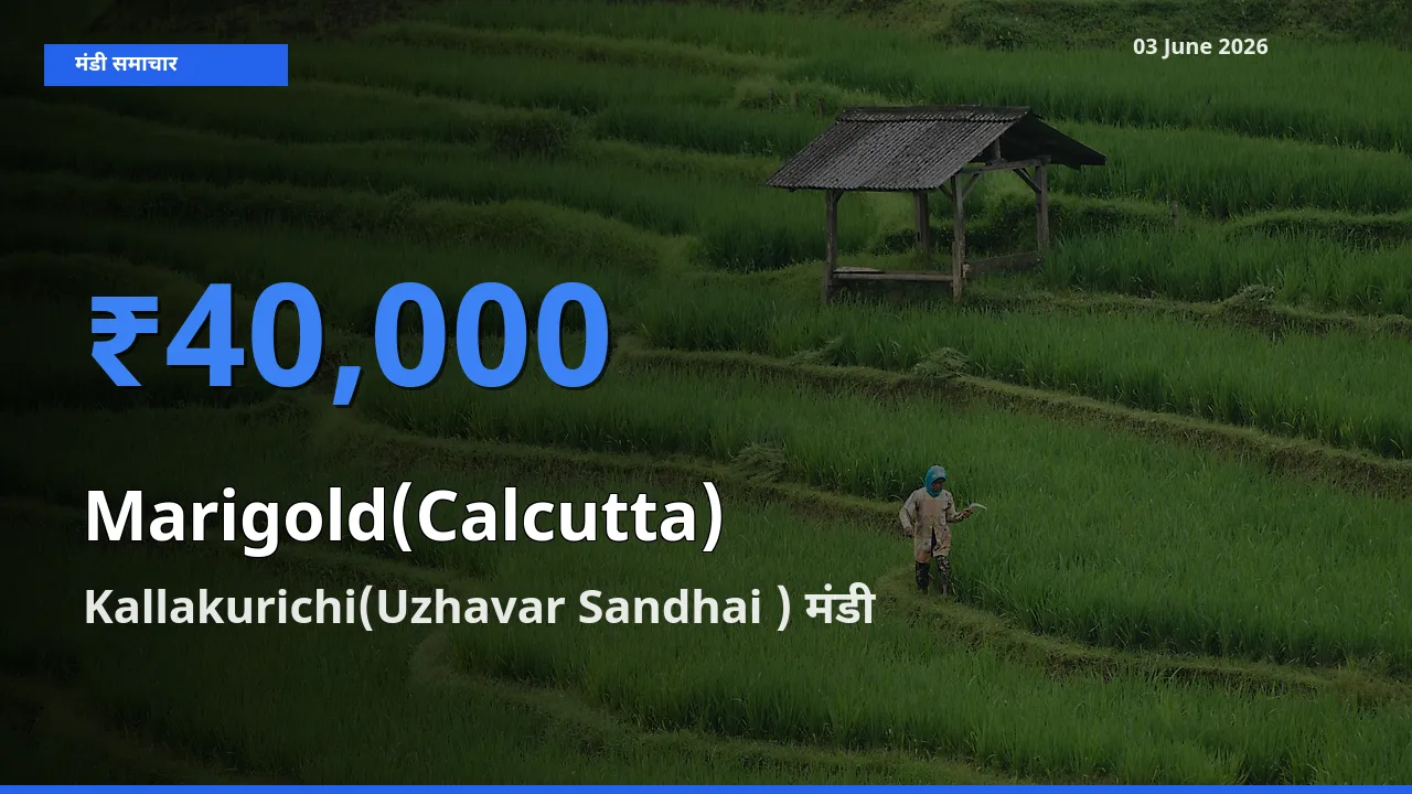 03 June अपडेट: गेंदा (कलकत्ता) के सबसे ऊँचे दाम Kallakurichi(Uzhavar Sandhai ) मंडी में