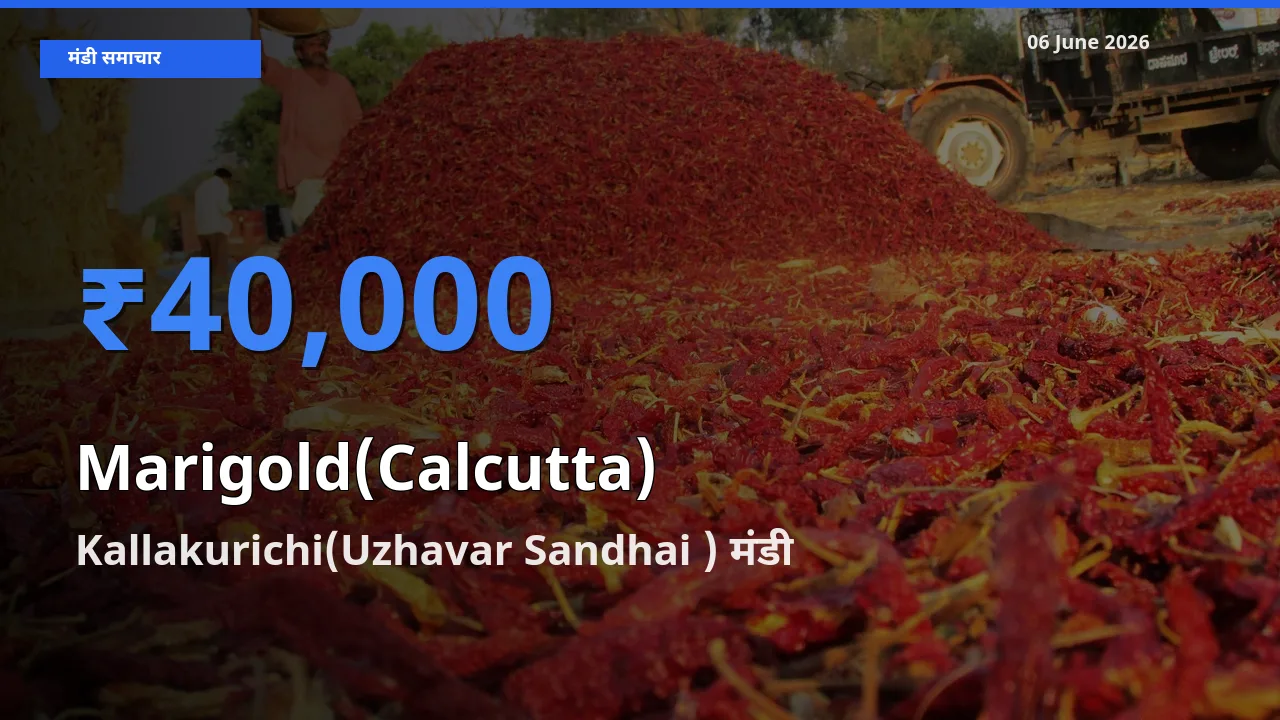 आज गेंदा (कलकत्ता) के सबसे ज़्यादा दाम Kallakurichi(Uzhavar Sandhai ) मंडी में दर्ज