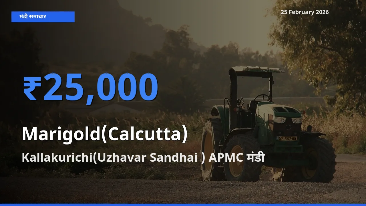 Kallakurichi(Uzhavar Sandhai ) APMC में Marigold(Calcutta) का आज सबसे ऊँचा भाव