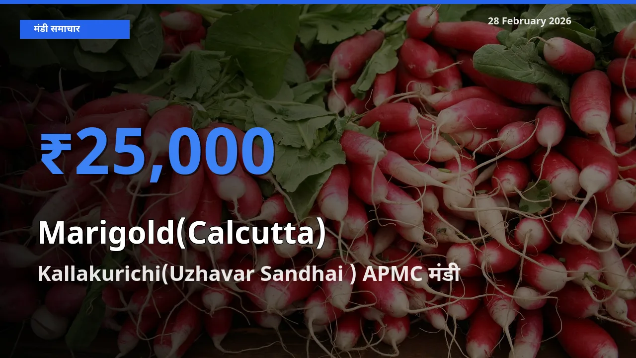 आज का मंडी भाव: Marigold(Calcutta) के सबसे ज़्यादा दाम Kallakurichi(Uzhavar Sandhai ) APMC में