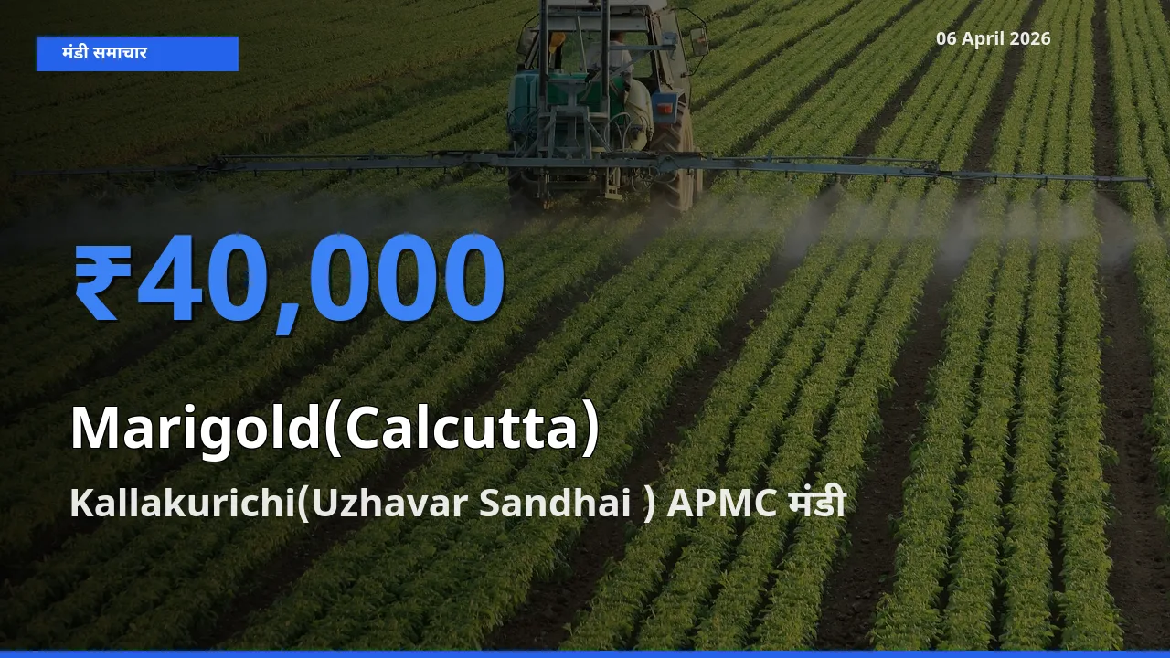 Kallakurichi(Uzhavar Sandhai ) APMC मंडी में गेंदा (कलकत्ता) ₹40,000 पर पहुँचा – आज का सर्वोच्च भाव