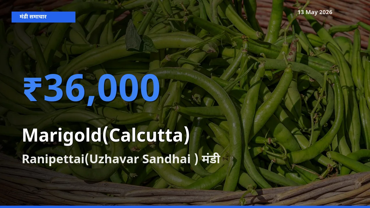 आज का मंडी भाव: गेंदा (कलकत्ता) के सबसे ज़्यादा दाम Ranipettai(Uzhavar Sandhai ) में