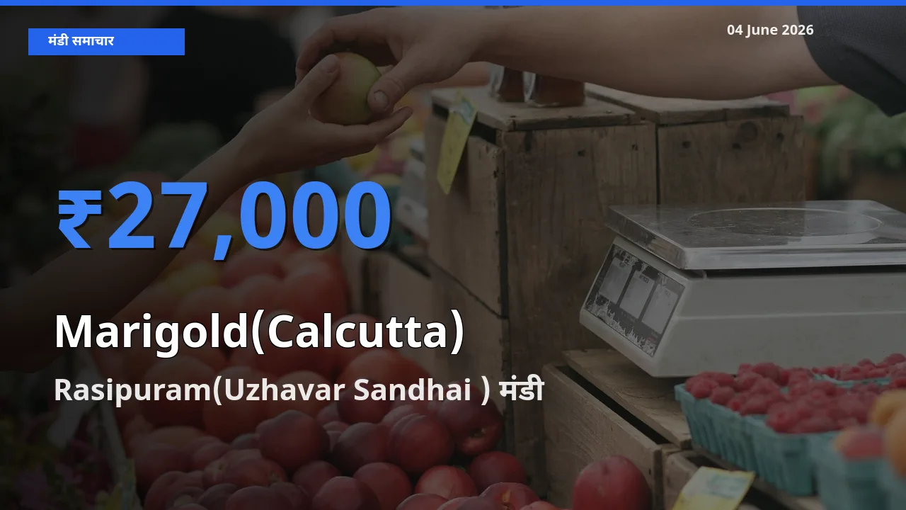 Rasipuram(Uzhavar Sandhai ) में गेंदा (कलकत्ता) का आज सबसे ऊँचा भाव