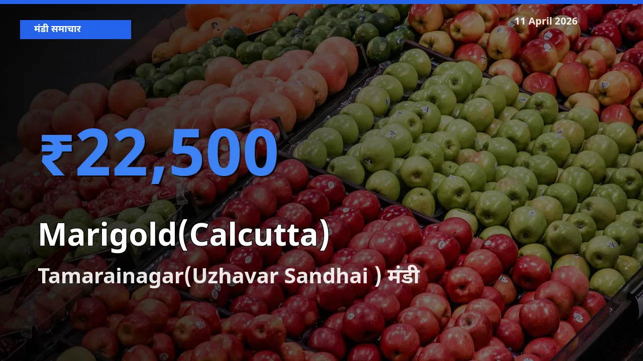 टॉप मंडी बना Tamarainagar(Uzhavar Sandhai )! गेंदा (कलकत्ता) के सबसे ऊँचे दाम यहीं दर्ज