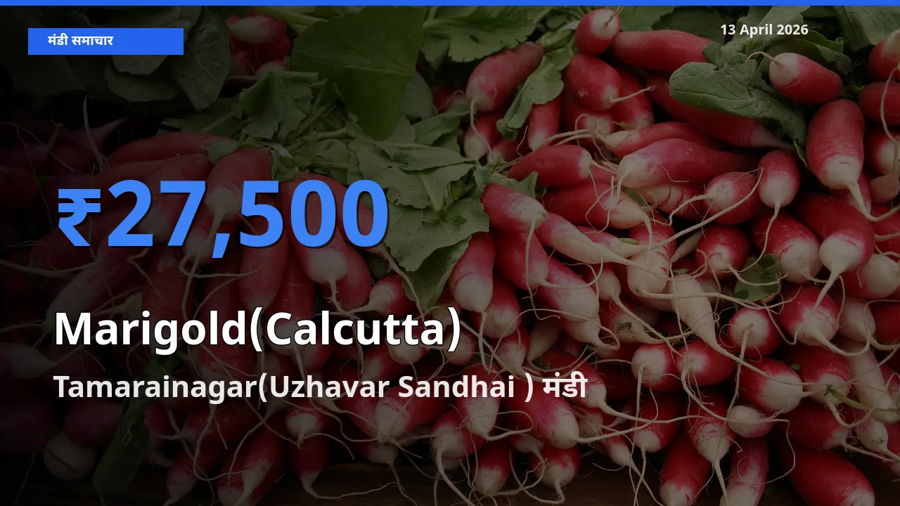 13 April अपडेट: गेंदा (कलकत्ता) के सबसे ऊँचे दाम Tamarainagar(Uzhavar Sandhai ) मंडी में