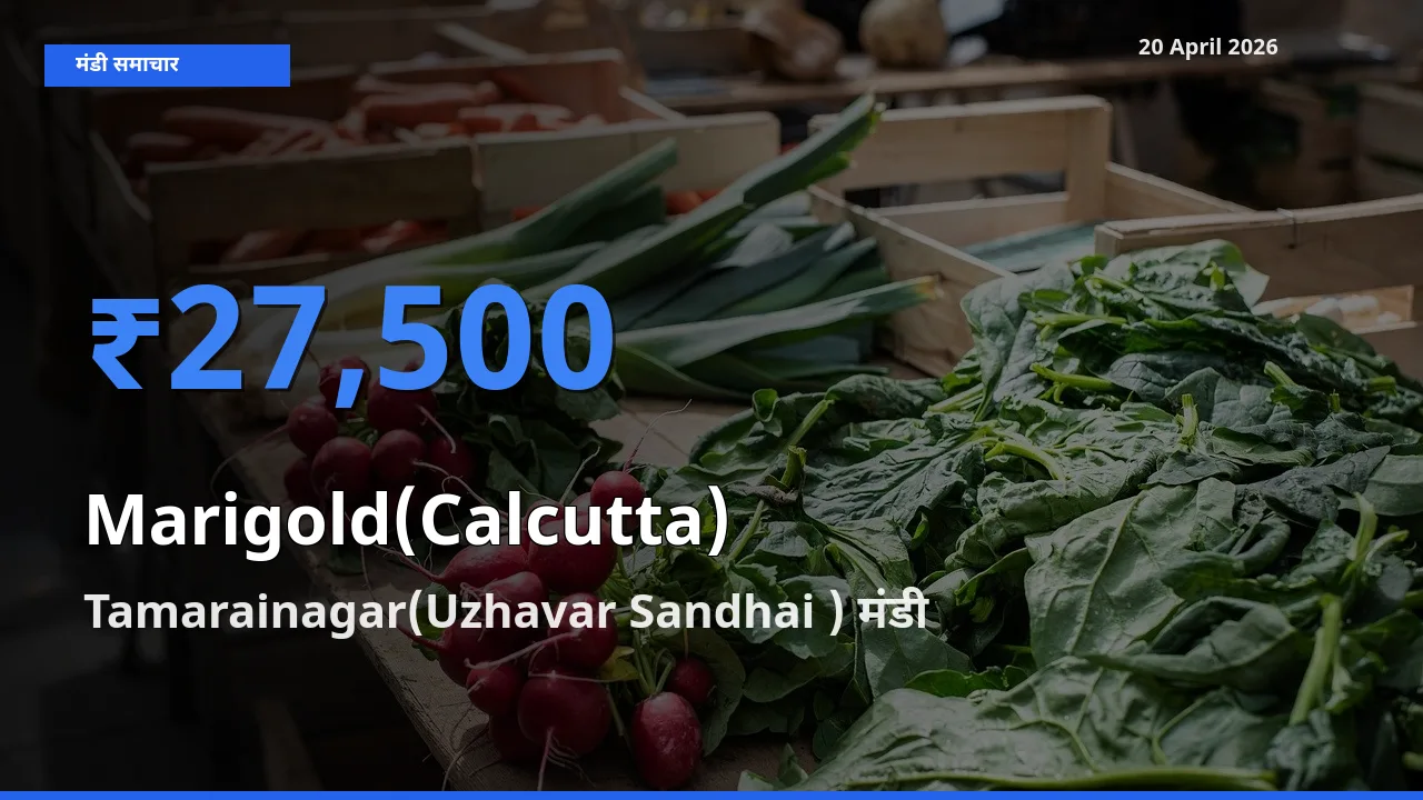 आज का मंडी भाव: गेंदा (कलकत्ता) के सबसे ज़्यादा दाम Tamarainagar(Uzhavar Sandhai ) में